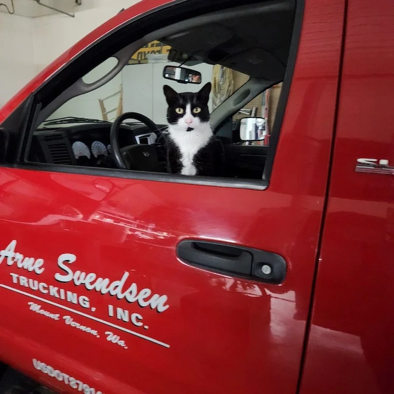 black and white cat sitting in an arne truck